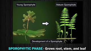 Characteristics and Reproduction in Pteridophyte [upl. by Ehling677]