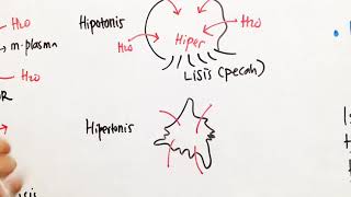 OSMOSIS  Turgor Plasmolisis Krenasi Lisis [upl. by Enyahc]
