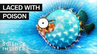 What’s Inside A Puffer Fish [upl. by Sisile]