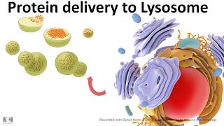 Protein trafficking to lysosome [upl. by Harrietta]