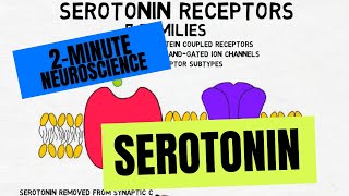 2Minute Neuroscience Serotonin [upl. by Laro380]