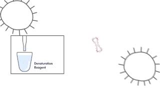 Watch QIAGEN’s digene HC2 HighRisk HPV DNA Test [upl. by Mighell683]