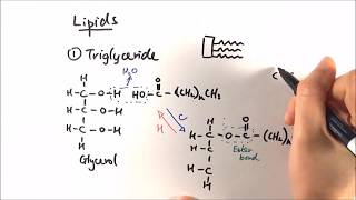 Triacylglycerol Synthesis  Lipid Metabolism  Doctor Z [upl. by Hemingway]