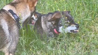 Shikoku Dog STANDOFF [upl. by Tore]