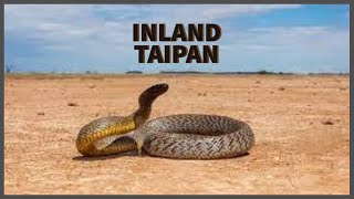 Inland Taipan Oxyuranus microlepidotus [upl. by Anaeg]