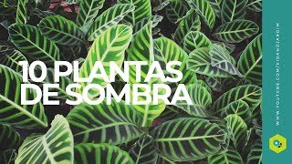 10 plantas de SOMBRA [upl. by Migeon]