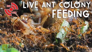 Live ANT COLONY Feeding [upl. by Allister429]