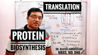 6 Protein Biosynthesis Translation in Eukaryote New [upl. by Beaufert]