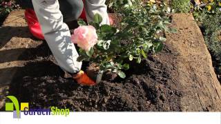 How to plant a Rose [upl. by Adnac]