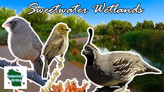 Birding Sweetwater Wetlands in Tucson Arizona [upl. by Sedecram]