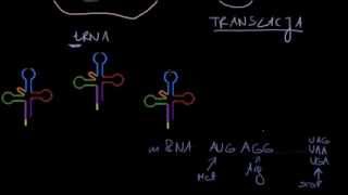 DNA i biosynteza białka [upl. by Madden]