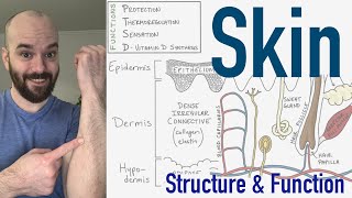 Integumentary System  Structure and Function of the Skin [upl. by Recor]