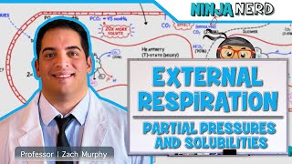 Respiratory  External Respiration Partial Pressures amp Solubilities [upl. by Rednazxela]