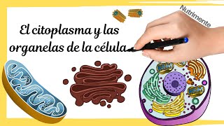 LA CÃ‰LULA EUCARIOTA  Citoplasma y organelas [upl. by Aramat821]