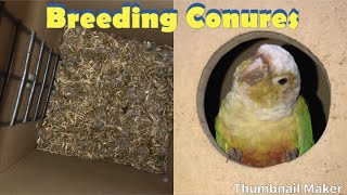 Breeding Conures [upl. by Esilana]