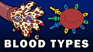 BLOOD TYPES  ABO and Rh Blood Group Systems [upl. by Ative]