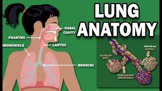 ANATOMY OF THE LUNGS [upl. by Ettesus490]