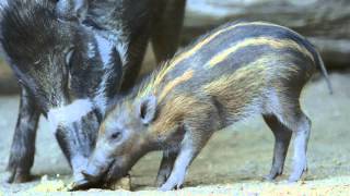 Adorable Piglets Just Cant Contain Themselves [upl. by Landing]