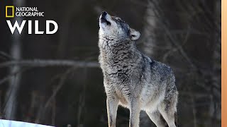 Wolves 101  Nat Geo Wild [upl. by Secnarfyram973]