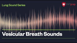 Vesicular Breath Sounds  EMTprepcom [upl. by Perreault]