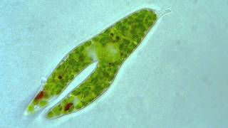 Euglena  Longitudinal binary fission [upl. by Midis]