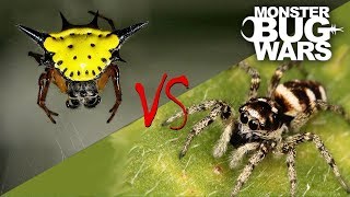 Spider vs Spider Showdowns 68  MONSTER BUG WARS [upl. by Erelia]