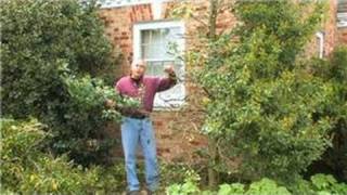 Gardening  How to Prune Hollies [upl. by Chico]