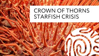 Crown of Thorns Starfish Crisis [upl. by Barnard]