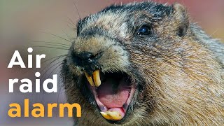 Why marmots Scream I Wild To Know [upl. by Yelhak]