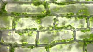 Cyclosis of chloroplasts in Elodea canadensis [upl. by Aryas]