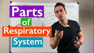 Parts of the Respiratory System  Overview [upl. by Noakes]