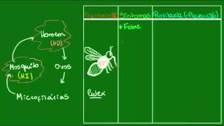 Filariose  Parasitologia  Biologia [upl. by Gora]