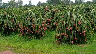 Cool Dragon Fruit Farm Tour  Cutting Red amp Yellow Pitaya [upl. by Tomasz904]