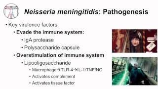 1 Microbiology of Neisseria [upl. by Adnahs]