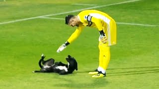 Momentos DIVERTIDOS Con ANIMALES En El Fútbol 🐕 [upl. by Eitsrik]