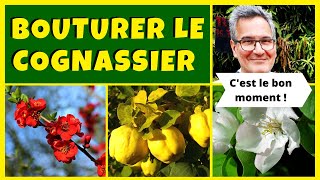 Comment bouturer le cognassier [upl. by Ingunna]