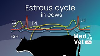 Bovine estrous cycle [upl. by Oster32]