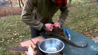 From Field to Table How to Clean a Pheasant [upl. by Ez11]