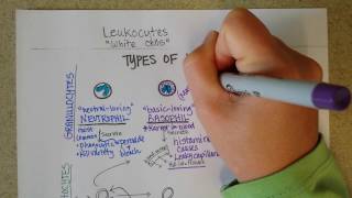 White Blood Cells  Granulocytes amp Lymphocytes  Part 1 [upl. by Slaughter]