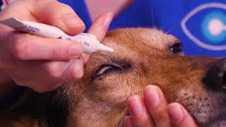 How to apply ointment to your dogs eyes [upl. by Nhguaval]