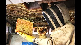 Extreme Honey Bee Hive Removal  SO MUCH HONEY  Honey Bees in the Ceiling [upl. by Friend441]