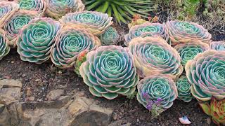 10 Outdoor Succulent Garden designs ideas [upl. by Lurline]