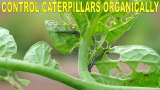 Control Catepillars In The Garden Organically And Effectively [upl. by Noryt887]