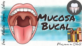 MUCOSA BUCAL Encía Paladar Lengua Labios [upl. by Auos]