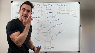 Overview of the Digestive System [upl. by Ahselef311]