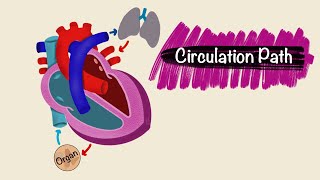 Circulation Pathway  Blood vessels  Cardiac Physiology [upl. by Loralyn]