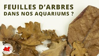 Des feuilles darbre dans votre aquarium [upl. by Teryn809]