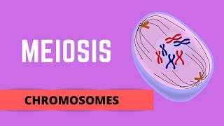 MEIOSIS HOMOLOGOUS CHROMOSOMES SISTER CHROMATIDS amp GENETIC VARIATION [upl. by Frants]