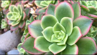 Aeonium Kiwi [upl. by Gaylord]