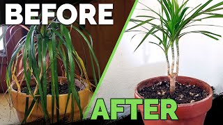 Houseplant Care Bring Your Houseplant Back to Life [upl. by Ag]